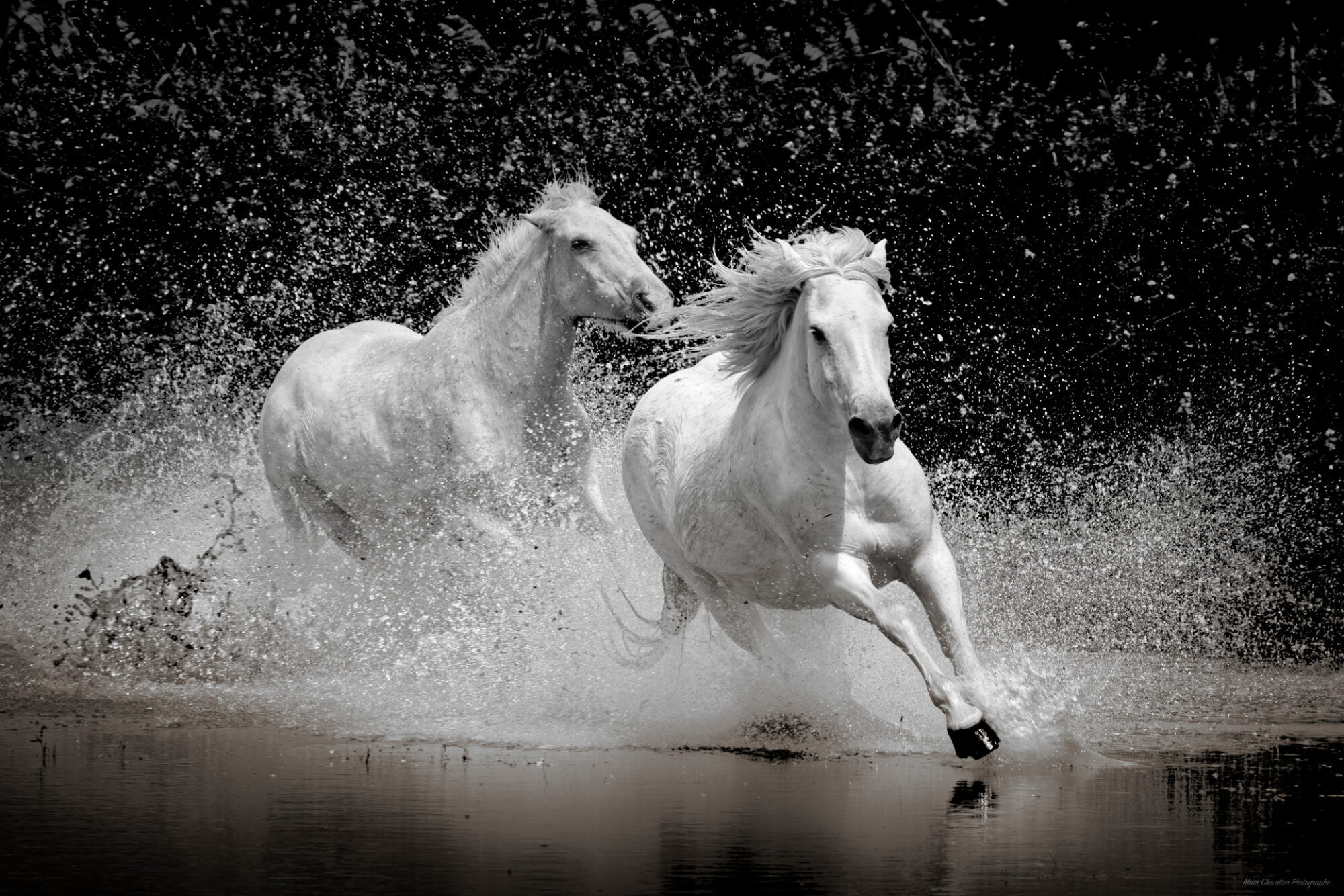 Chevaux en Camargue