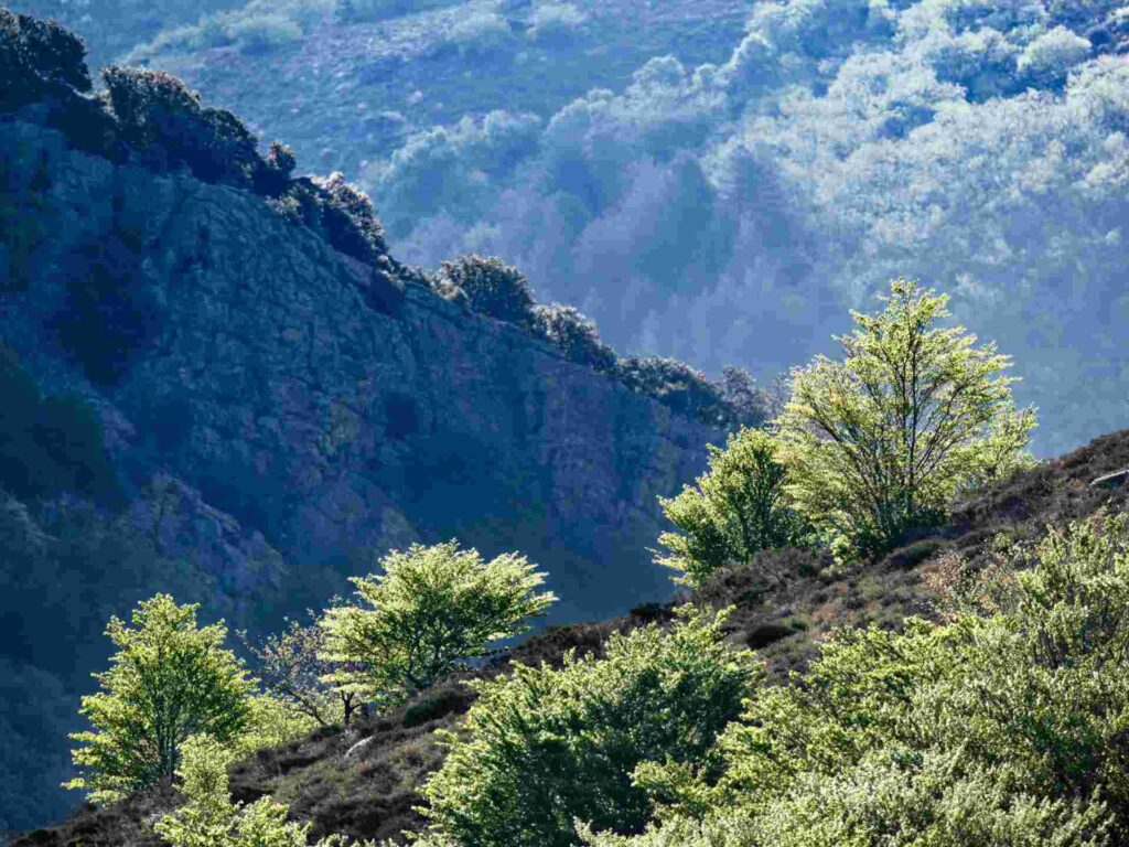 Massif de l'Espinouse - Hérault