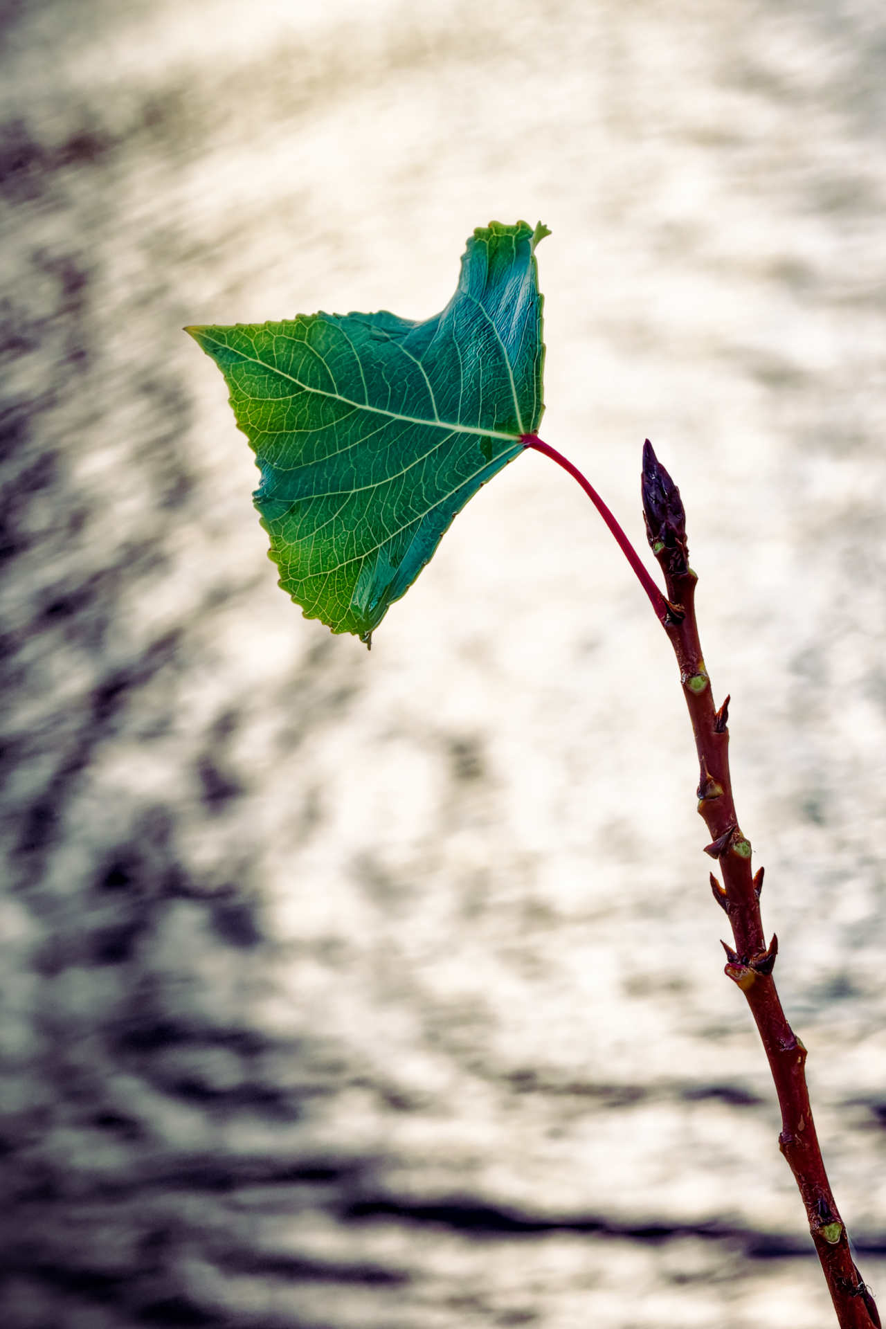 Coucher de soleil au sapajou