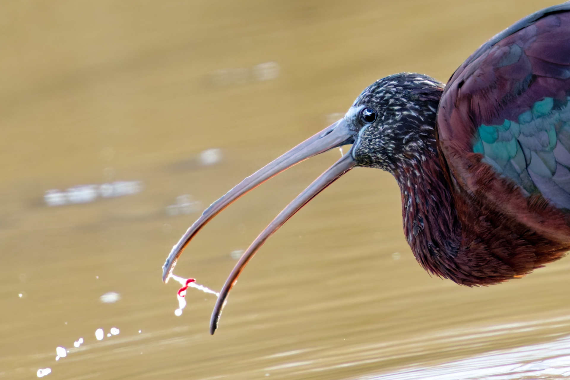 Ibis falcinelle - Camargue