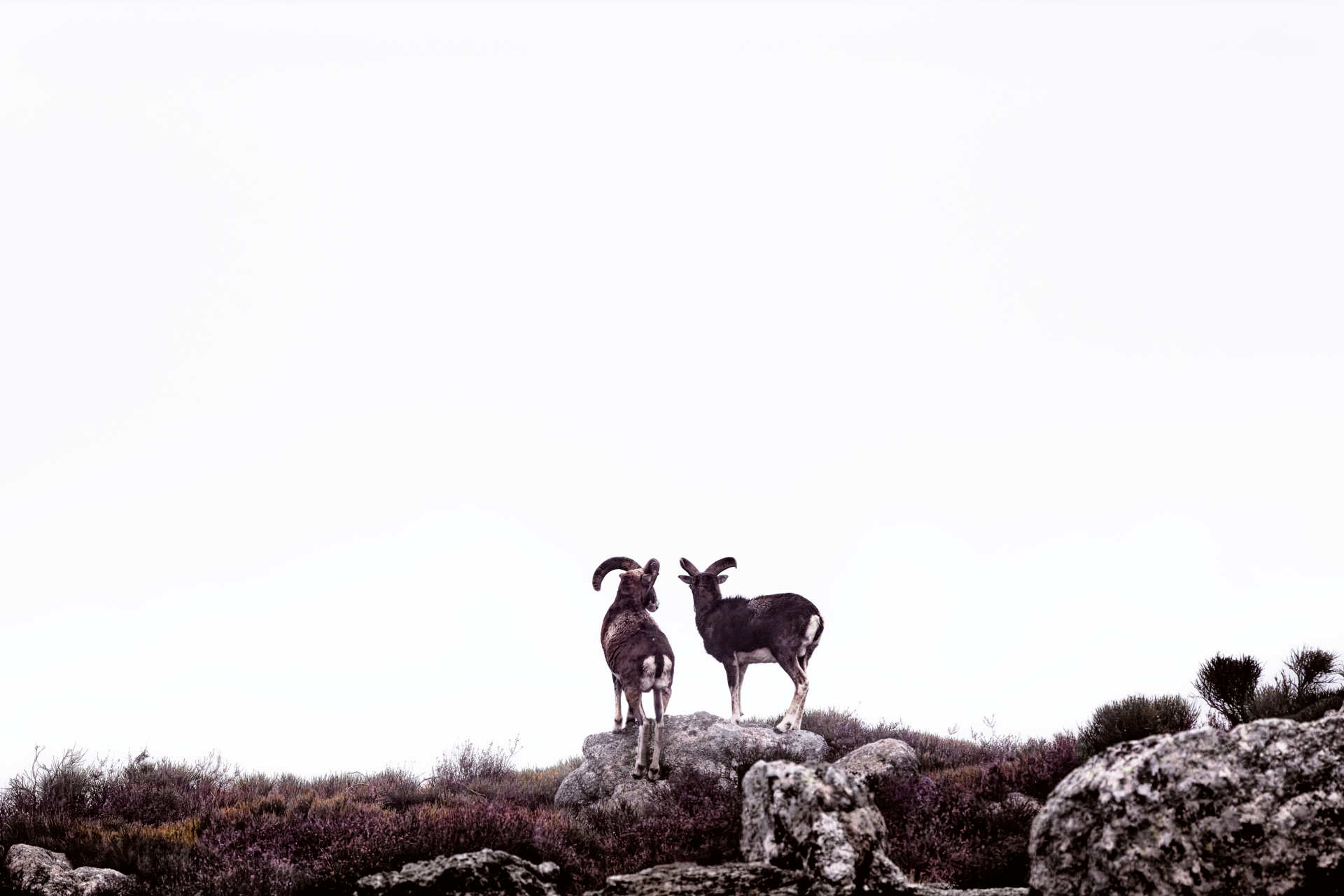 Mouflons - Massif de l'Espinouse