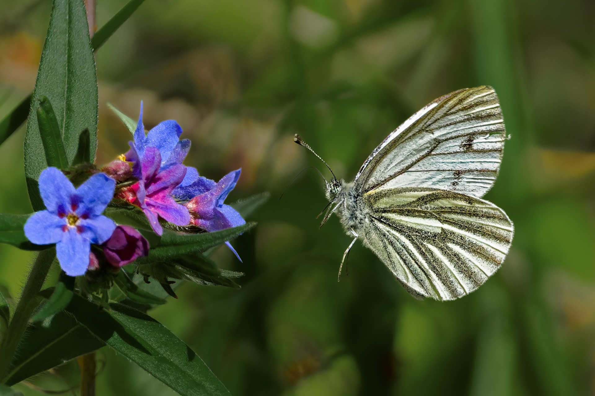 Papillon - butterfly